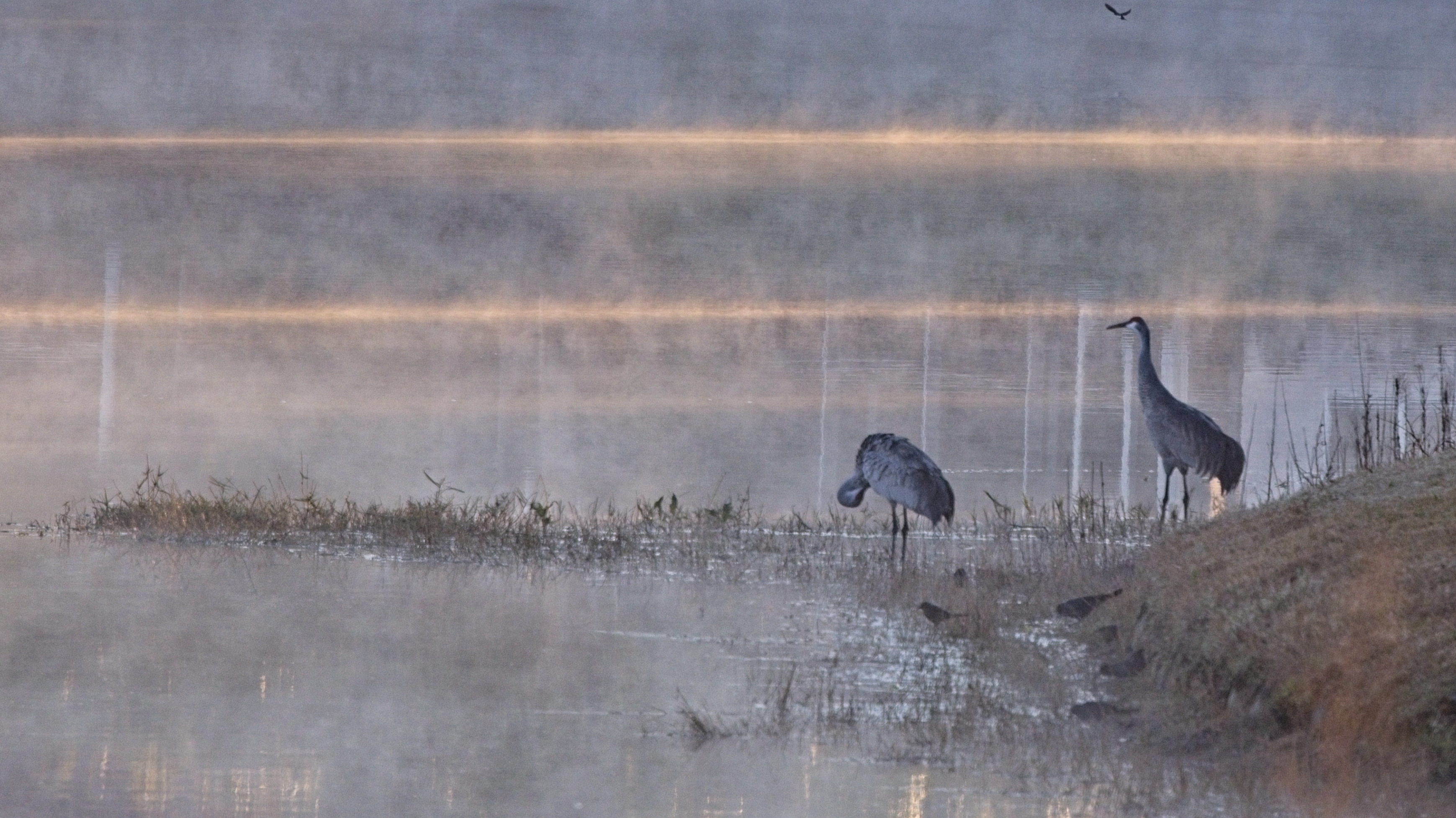 Cranes in mist