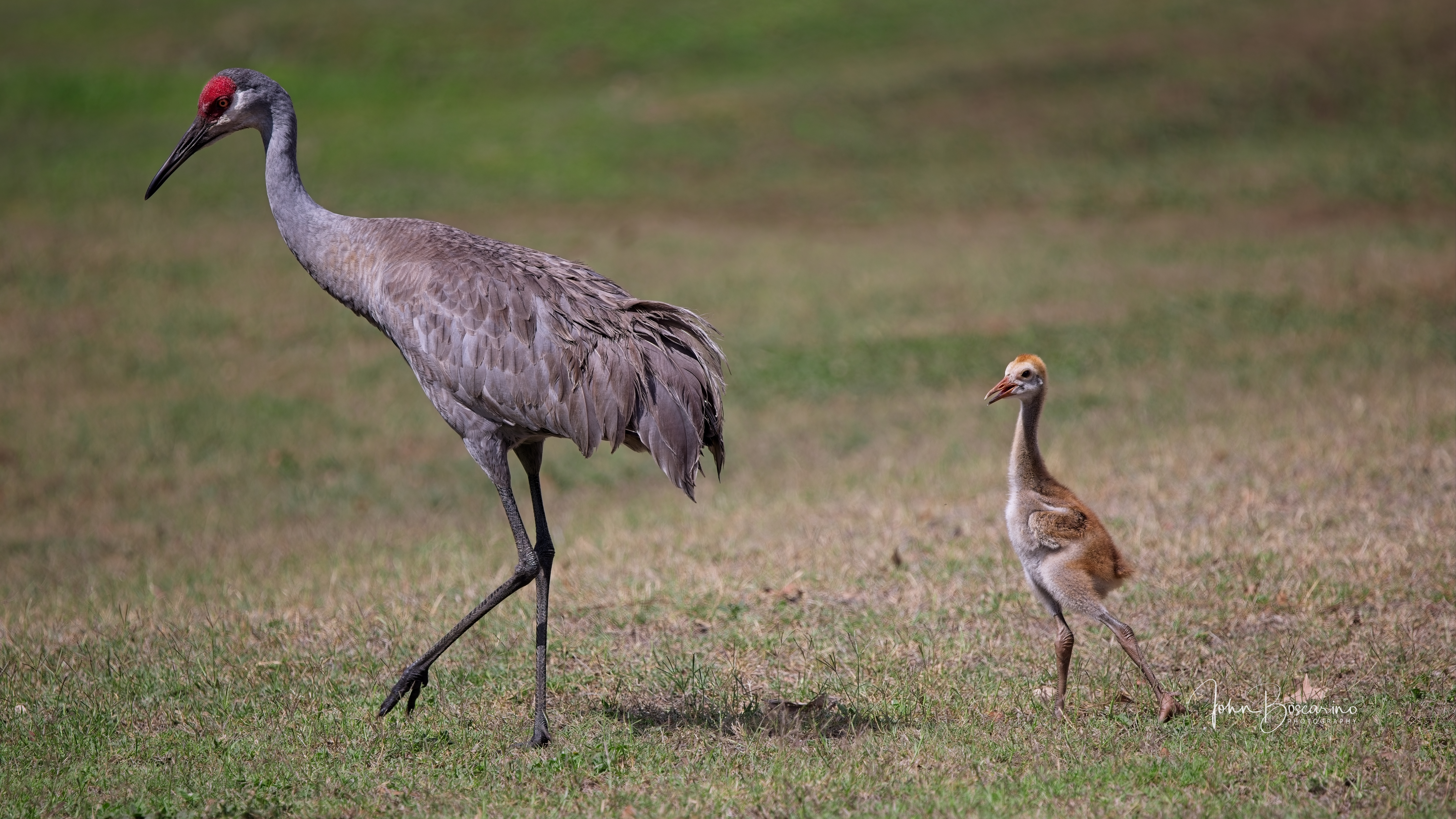 Sandhill crane and chick