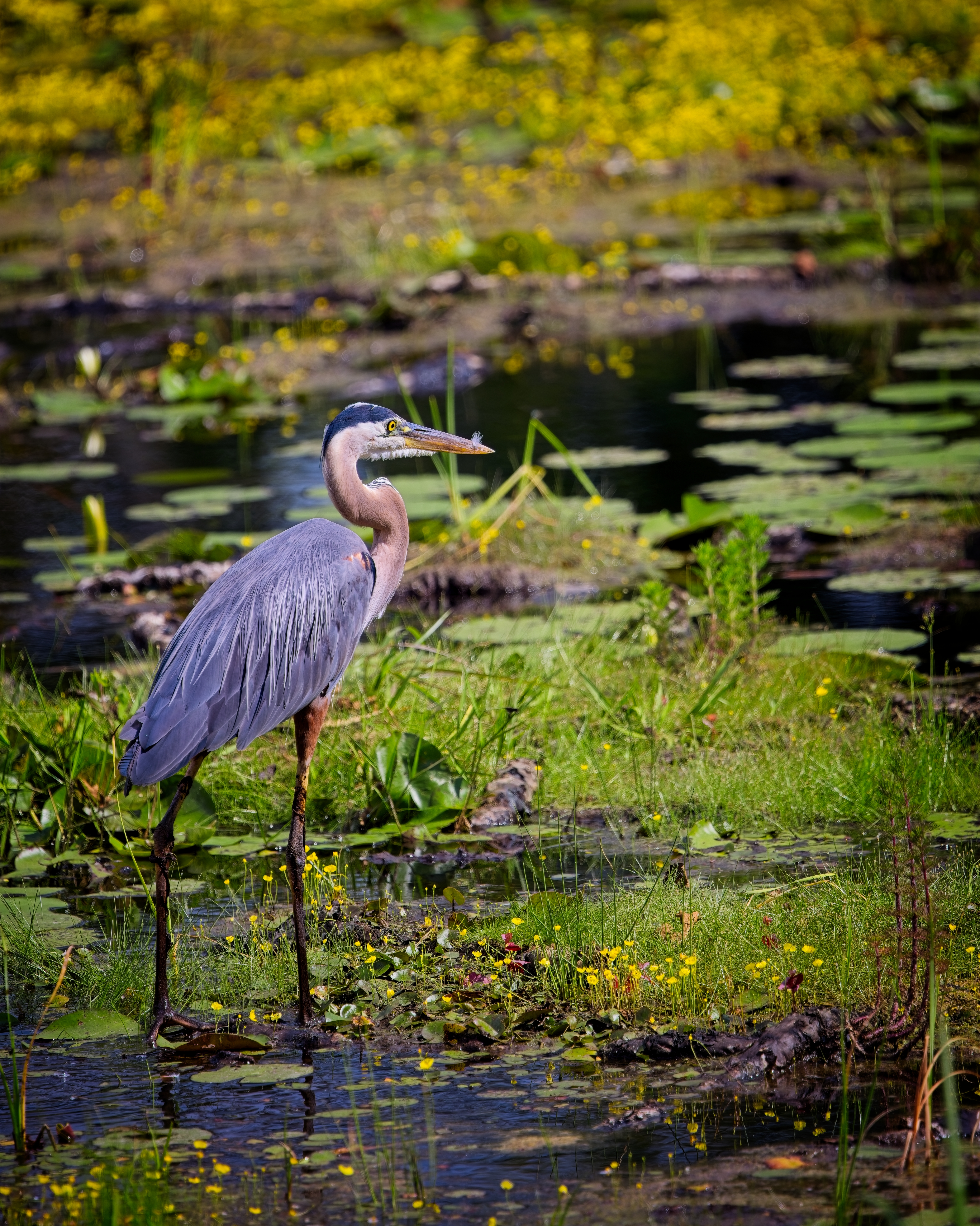 Heron